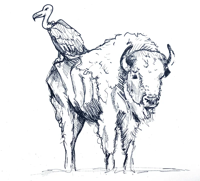 p448 Bison Gier