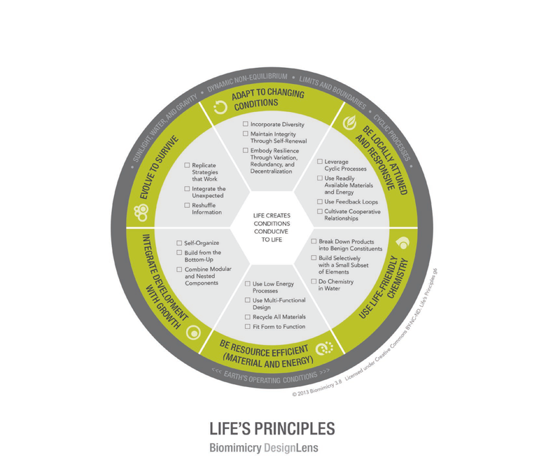 Biomimicry DesignLens